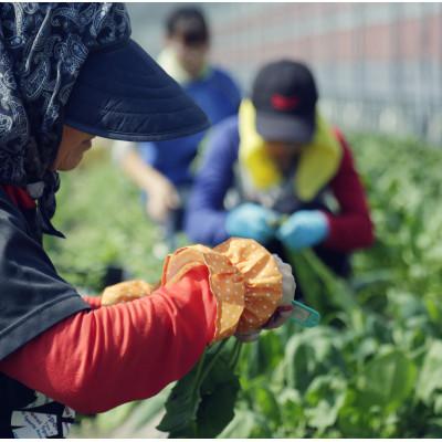 ふるさと納税 南国市 【毎月定期便】旬の朝採れ土佐野菜詰め合わせ大(10〜13品目)全12回 |  | 03
