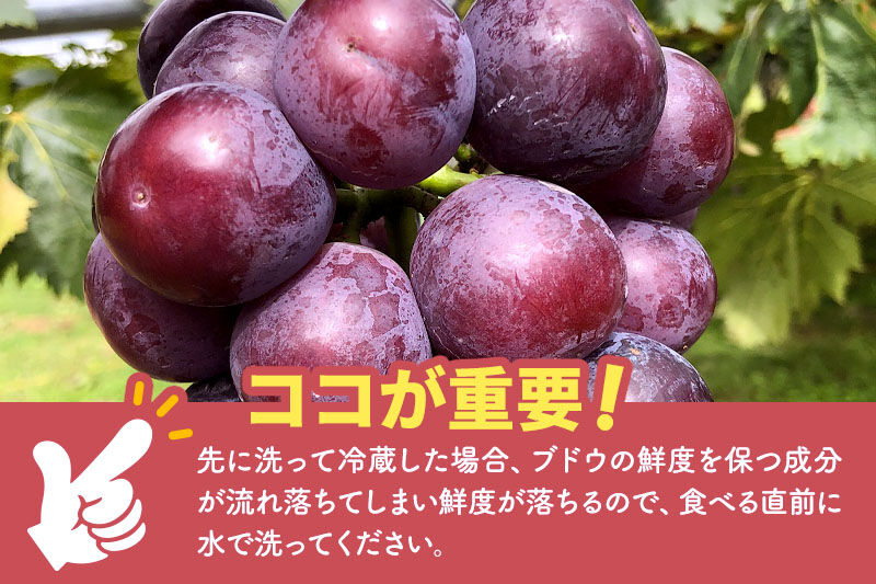 《先行受付》ピオーネ 3房（合計約1.5kg）秋田県 由利本荘市産 八紘園 [葡萄 ブドウ ぶどう ピオーネ 食べごたえ 濃厚 ほどよい甘み ほどよい酸味 贈答 秋田県 由利本荘市 八紘園]