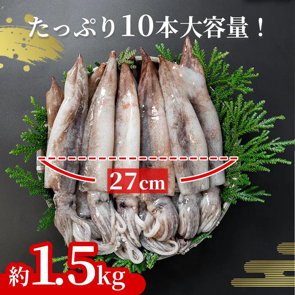 fn-64-002 三陸釜石産 するめいか 大容量パック！10本 約1.5kg 阪神低温