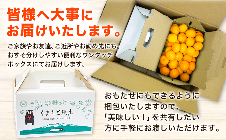 訳あり みかん くまもと小玉みかん 約 5kg (2.5kg×2箱)  蜜柑 柑橘 《11月中旬-12月上旬頃出荷》 ご家庭用 小玉 たっぷり 熊本県産 S-3Sサイズ 期間限定 フルーツ 5000 