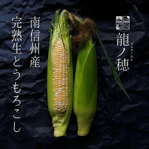【2026年分先行受付】南信州産 完熟生とうもろこし 約5kg | 長野県 飯田市