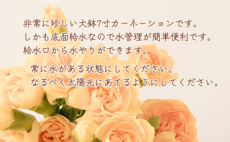 【2025母の日 先行予約】7寸カーネーション　オレンジ 母の日 ギフト 花 フラワー  植物 お花 贈り物 珍しいカーネーション 底面給水 母の日のプレゼント 