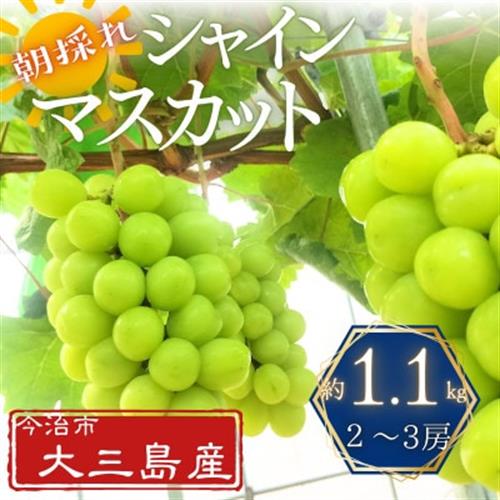 大三島産シャインマスカット　約1.1kg(2～3房)【V003190】【配送不可地域：離島】【1641840】