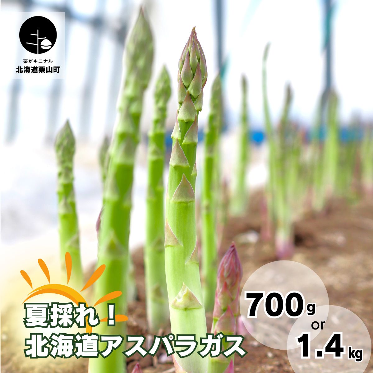 【ふるさと納税】北海道産「夏採れ！北海道アスパラガス」《700g・1.4kg》