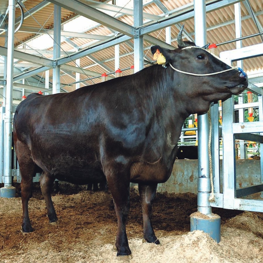 【オーシャンファーム】松阪牛肩ロース肉すき焼き・焼き肉用 OSY100