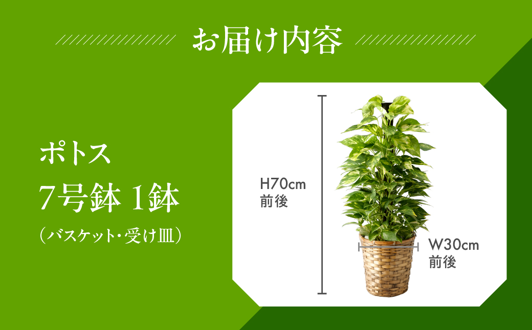 ポトス 7号鉢 観葉植物 植物 7号鉢 人気 おしゃれ かわいい お手入れ 室内 大鉢 中型 インテリア リビング 玄関 寝室 キッチン オフィス プレゼント ギフト 新居 入居 インテリアグリーン 