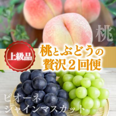 ふるさと納税 真庭市 【発送月固定定期便】桃(5-7玉)とピオーネ&amp;シャインマスカット(3-5房)の定期便(岡山産)全2回