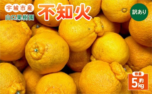 【先行予約】山口果樹園 訳あり 不知火  約5kg L～3L混合【2027年2月上旬-4月上旬発送予定】