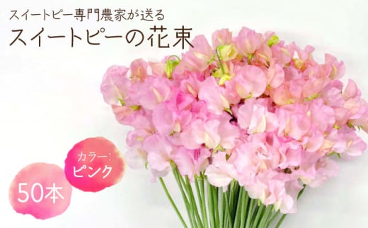 
【生産農家直送！】スイートピー 花束 50本（ピンク）【木下農園】 [IBW002]
