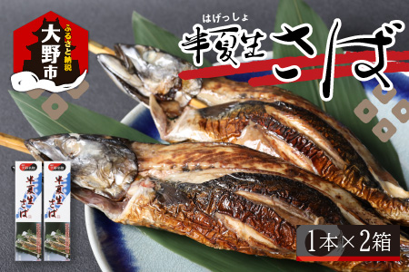 名水の里越前大野の「半夏生さば」1本×2箱