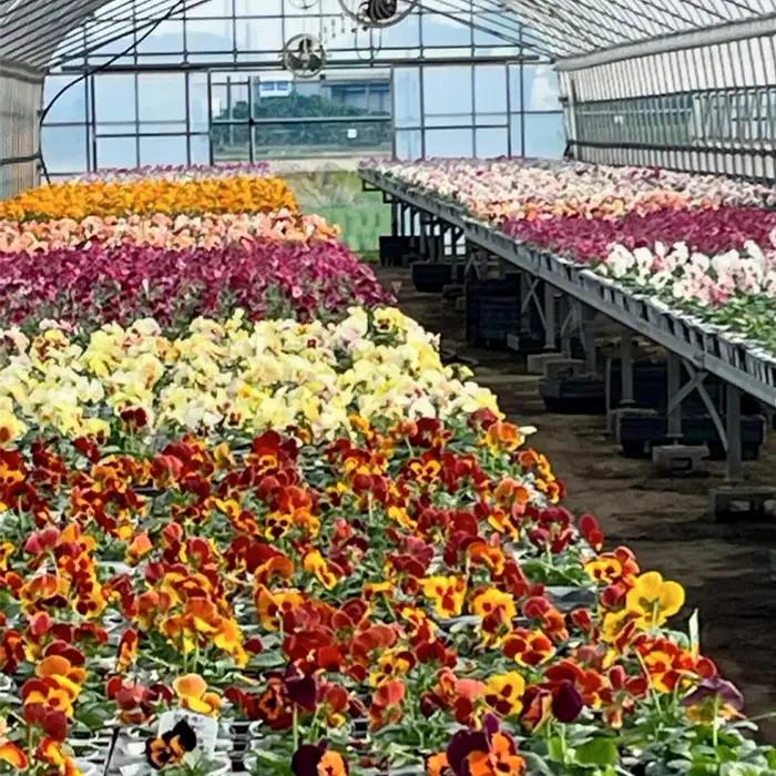 【季節の寄植えリース】ウォームセレクト＊花工房すなが＊ No.147