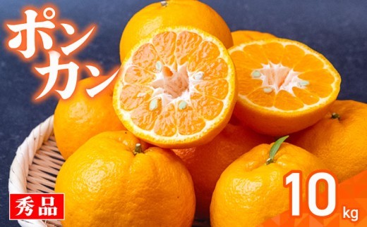 【早期予約】 秀品 須崎産 ポンカン 10kg  ぽんかん  家庭用 おすすめ  果物 フルーツ みかん 名産品 柑橘 くだもの ミカン 果肉 蜜柑 人気 ギフト 贈答 プレゼント 期間限定 国産 産地直送 高知県 須崎市