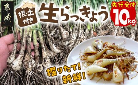 【先行受付!】掘りたて!新鮮!!根付き土付き生らっきょう10kg≪2026年5月中旬以降順次お届け≫_22-L701_(都城市)  都城産 根付き・土付き らっきょう らっきょう漬 塩らっきょう 酢味噌和え 塩漬け 酢漬け