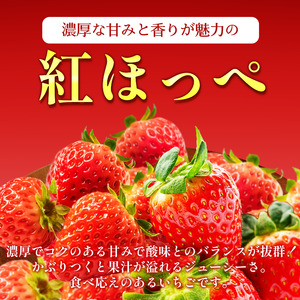 いちご 1kg 紅ほっぺ 苺 イチゴ いちご いちご いちご