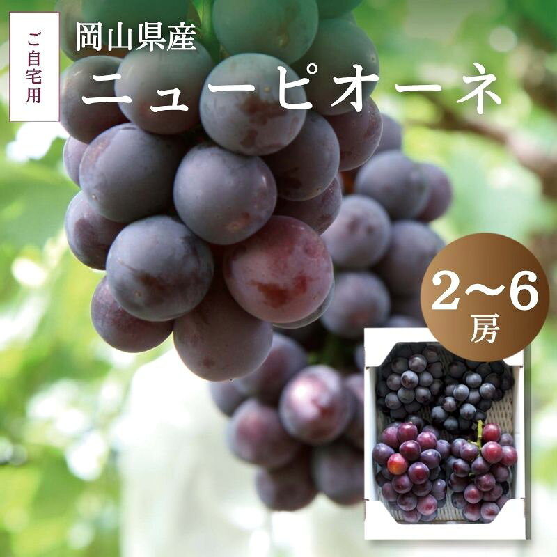 【ふるさと納税】 真庭市産 ニューピオーネ 自宅用〈選べる容量2房/ 3〜6房 〉【2026年8月中旬以降発送予定】 数量限定 ぶどう お手頃 訳あり 岡山 葡萄 ブドウ 果物 フルーツ 濃厚 ピオーネ 人気 数量限定 種なし【配送不可地域：北海道・沖縄県・離島】【pione02】