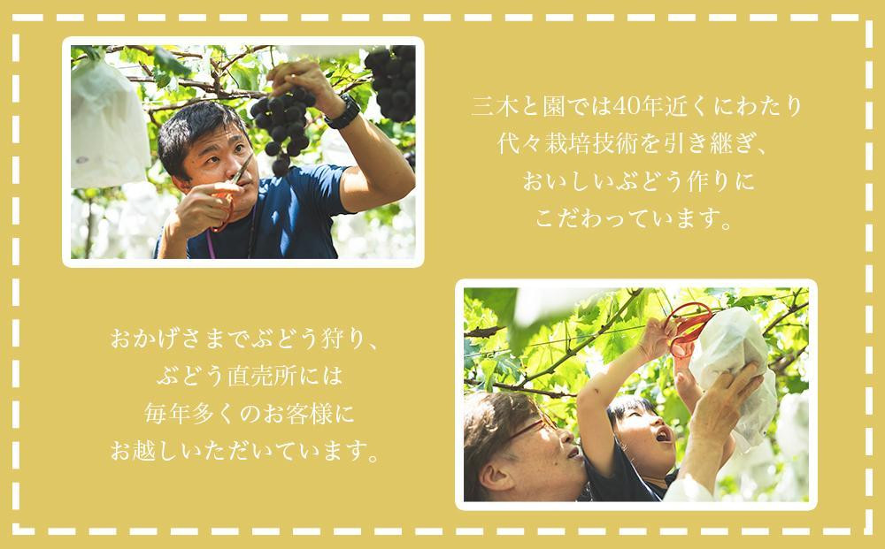 有田巨峰村三木と園のあま～い種あり巨峰2kg