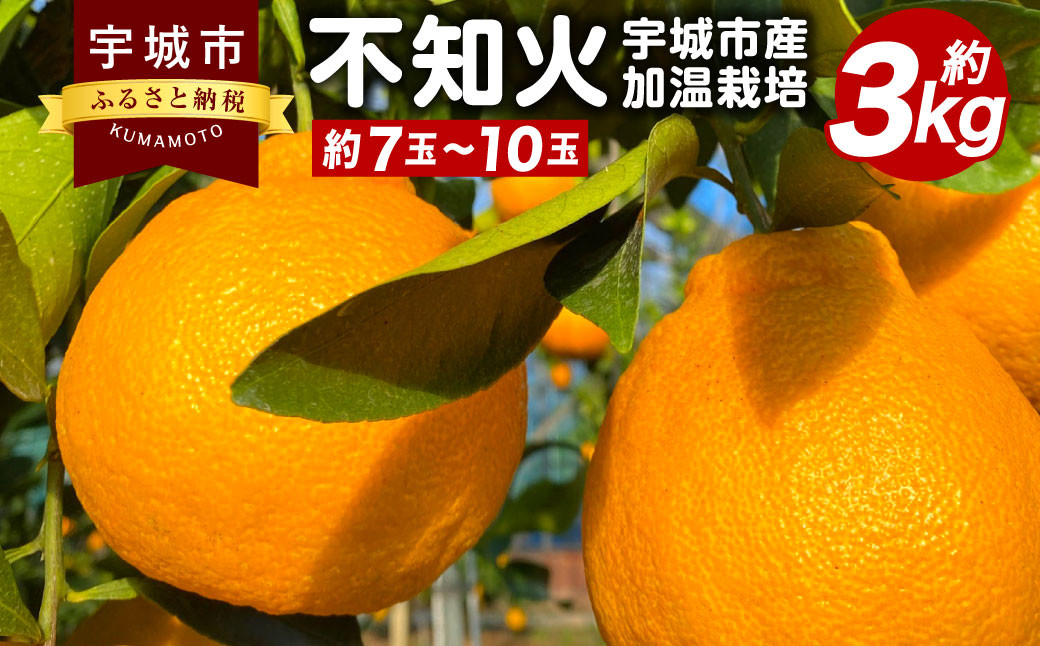 
【先行予約】 宇城市産 加温栽培 不知火 約3kg（約7玉～10玉）【坂下園】【2024年12月上旬から下旬発送予定】しらぬい 蜜柑 熊本県産 九州産 国産
