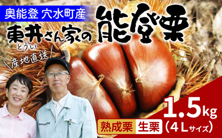 【先行予約】東井栗園の能登熟成栗（生栗） 1.5kg（4Lサイズ） ～能登の大地で育った能登栗～【2025年10月中旬以降順次発送】/  能登半島 奥能登 くり 生栗 マロン 和栗 焼き栗 栗ごはん 焼き栗 国産 果物 
