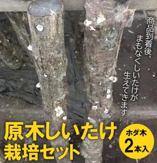 原木しいたけ栽培セット・ホダ木2本入り ※離島への配送不可 | 特大厚肉品　特選品　贈答用　農薬不使用　脱炭素 しいたけ 椎茸 シイタケ きのこ キノコ 原木栽培 ギフト 贈答 贈り物 お祝 ご褒美 記念品 プレゼント 栄養 健康 _DR04