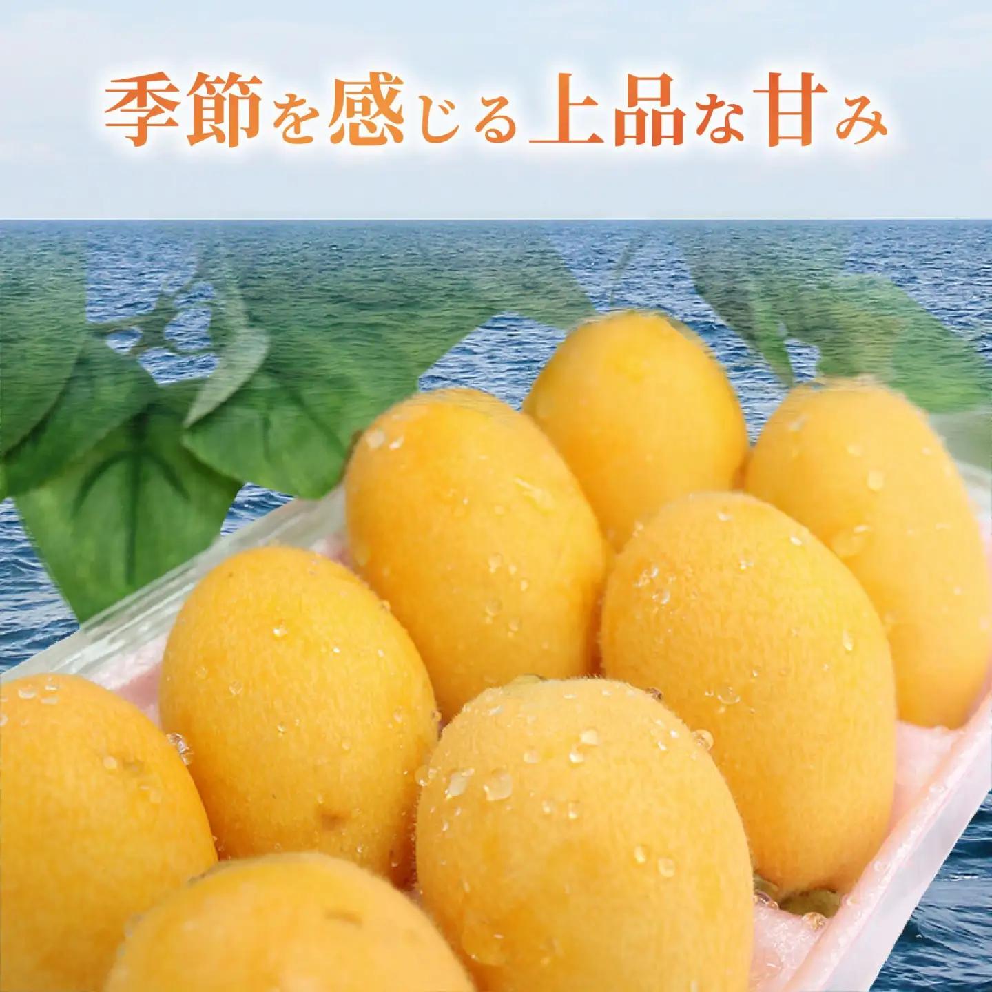 【先行予約】 びわ 12～20玉 【訳あり】 びわ rk036
