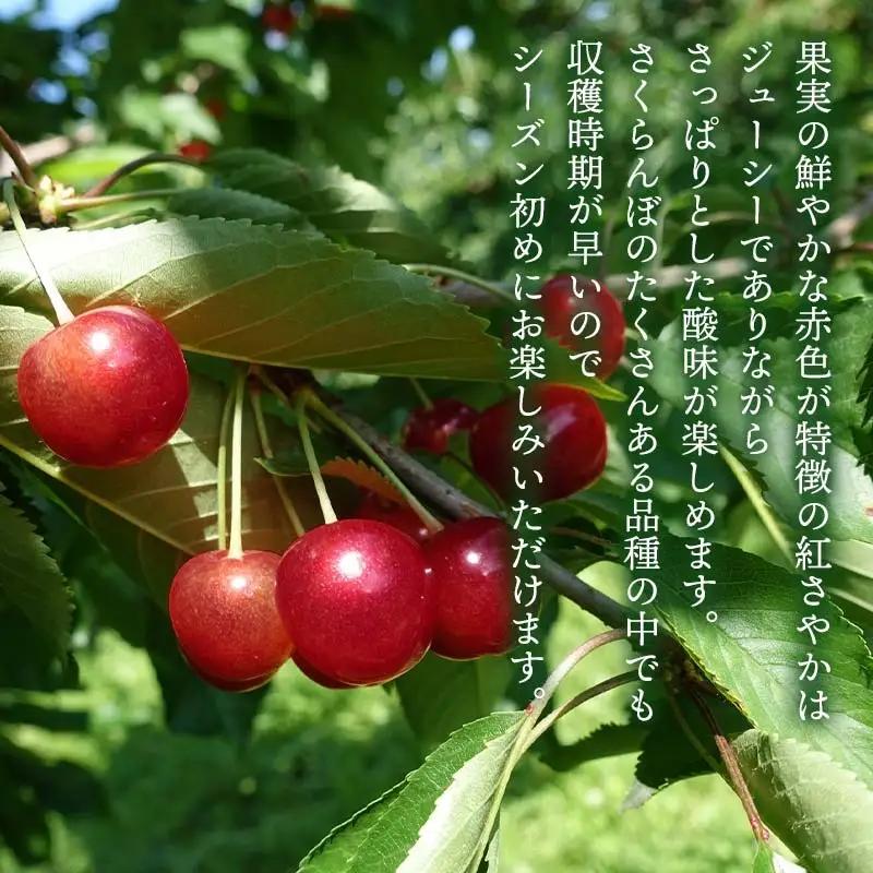 【令和9年産先行予約】こだわりのさくらんぼ「紅さやか」(Lサイズ以上)　バラ詰め 500g　いまいのさくらんぼ園　K-931