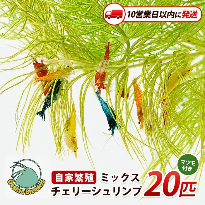 【10営業日以内に発送】自家繁殖ミックスチェリーシュリンプ20匹＋マツモ付き (アクアファームはくと/IB167-001)