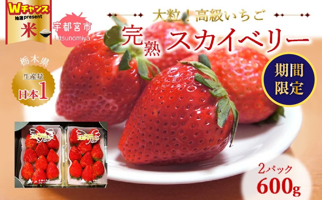 
            ＼9末まで 寄附額改定／高級いちご 完熟スカイベリー2パック 600g ｜ いちご 栃木  スカイベリー 甘い 糖度 旬 新鮮 フルーツ 果物 アレンジ スイーツ いちごジャム フルーツサンド 贈答用 プレゼント ※2025年12月下旬～2026年3月下旬頃に順次発送予定 ※沖縄・離島への配送不可
          
