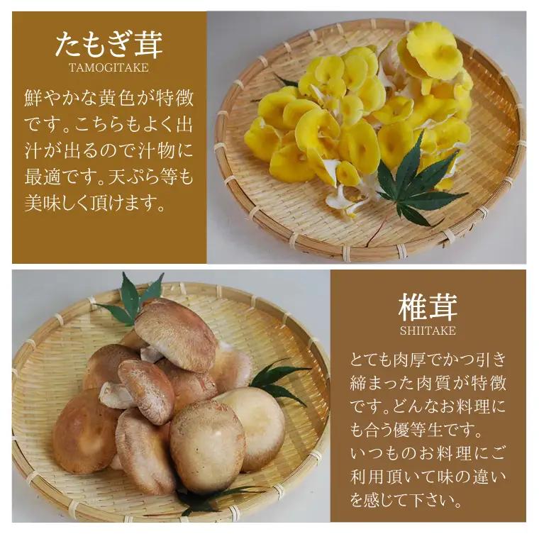 きのこ の 詰め合わせ Lサイズ 約2000g【茨城県共通返礼品 城里町】 キノコ 舞茸 あわび茸 たもぎ茸 しいたけ 花びら茸 [CX003sa]