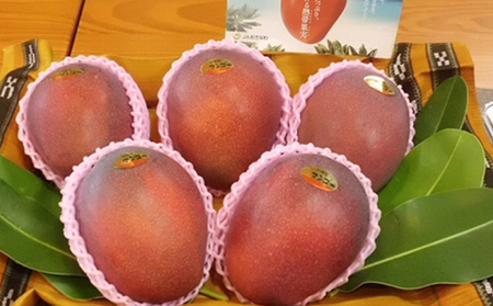 【2024年発送】マンゴーの拠点産地「宜野座村」の秀品アップルマンゴー(約2kg)