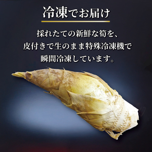 八幡男山産の京たけのこをまるまる1本 白子京筍 冷凍 1本5kg たけのこ たけのこ たけのこ たけのこ たけのこ