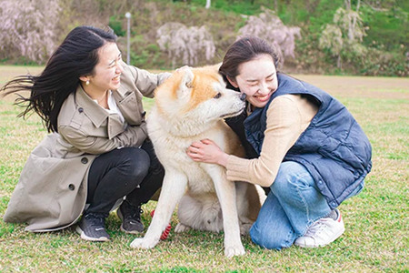 秋田犬と散歩 利用券【大人1人】ウォーキングガイド同行