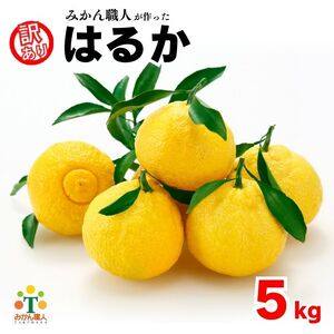 【先行予約】 訳あり はるか 5kg なくなり次第終了 柑橘 かんきつ 期間限定 みかん 蜜柑 冬 糖度 みかん職人武田屋