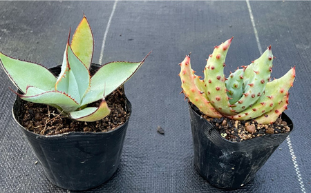 アガベ グアダラハラナ ＆ アロエ マルロシー 各1株 Agave guadalajarana ＆ Aloe marlothii&nbsp;長与町/アグリューム[EAI201]