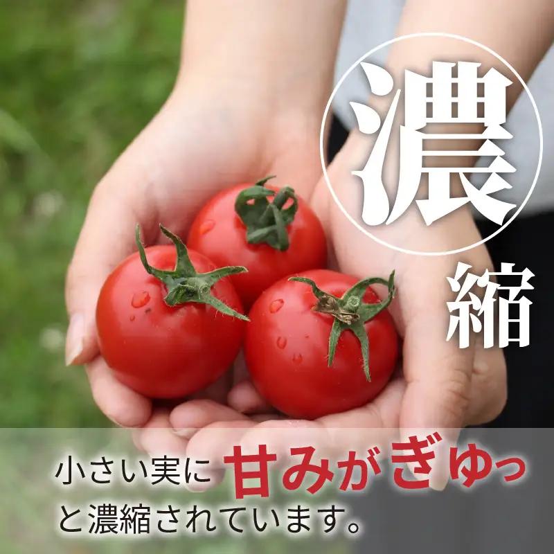 【トマト】高糖度やりすぎトマト 1kg（2026年12月上旬～発送）