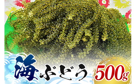 【てだこのまちのグリーンキャビア】海ぶどう（500g）