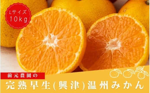 Lサイズ 前元農園の完熟早生(興津)温州みかん 10kg【12月初旬～1月中旬に順次発送】 / フルーツ 早生 興津 温州 みかん 蜜柑 三重県 高品質 みえ アルギット【mmg016A】