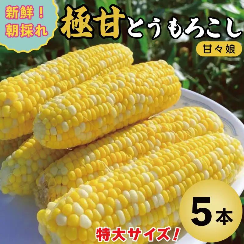 【2026年6月発送】 とうもろこし 甘々娘 5本 約2kg ｜ とうもろこし