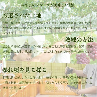 2026年10月上旬から発送予定!長野高山村産 訳あり シャインマスカット1.5kg【配送不可地域：離島】【1770508】