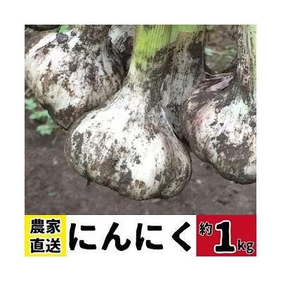 ふるさと納税 肝付町 農家直送 鹿児島県産 にんにく(計1kg) 　A93001