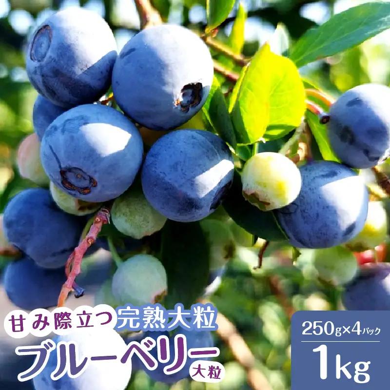 【2027年先行予約】甘み際立つ、完熟大粒ブルーベリー 1kg（250g×4パック） [h186]