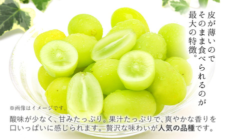 【優品】先行予約 シャインマスカット 鶴田農園 約500~600g (1～2房) 熊本県荒尾市産《8月下旬-9月下旬頃出荷》熊本県 荒尾市 フルーツ 果物 送料無料 葡萄 ぶどう マスカット