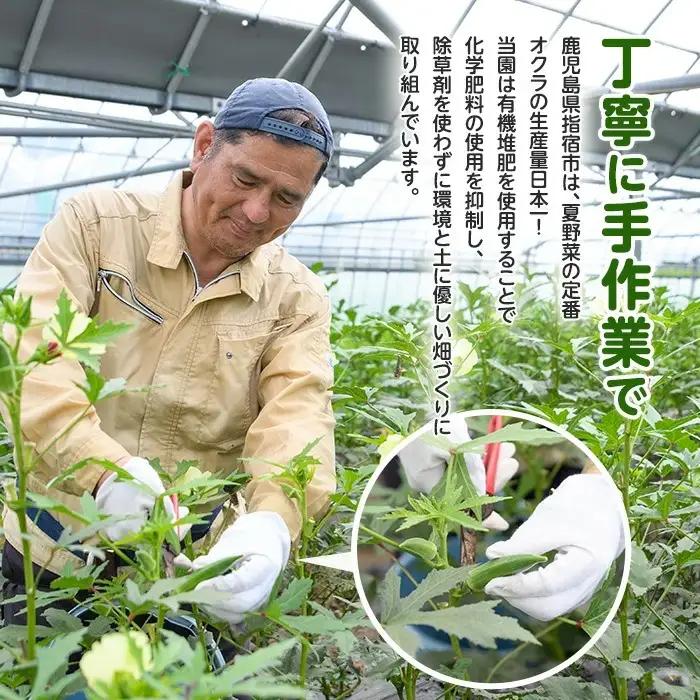 指宿 いぶすき産オクラ1kg オネファーム IB130-004 オクラ オクラ