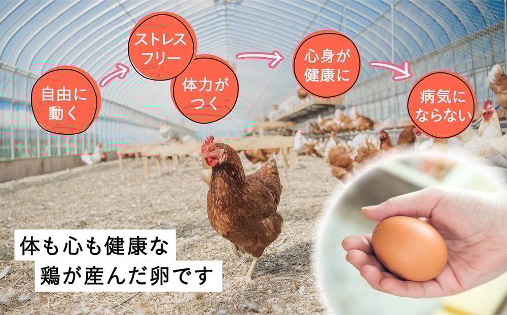 たまご 卵 鶏卵 玉子 生卵 平飼い 北海道 定期便 