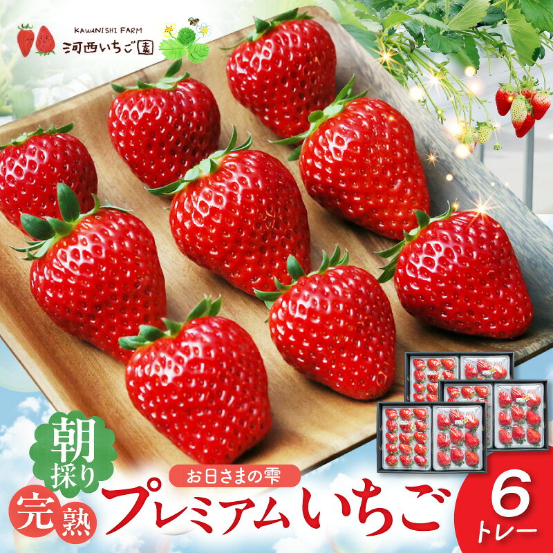 【ふるさと納税】【先行予約】 いちご お日さまの雫 6トレー 朝採り 完熟 詰め合わせ フルーツ 果物 プレミアム ゆりかーご 贈答用 贈り物用 滋賀県 守山市 送料無料