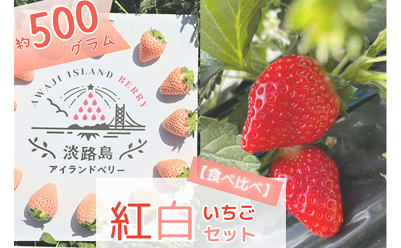 [先行受付] 完熟をお届け◎淡路島産旬の採れたてフルーツ！【紅×白いちご】食べ比べ生果実500gセット 兵庫県 洲本市 淡路島