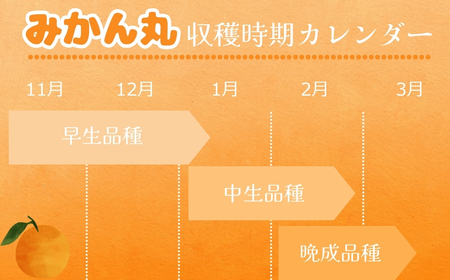 極甘！みかん丸 5kg みかん