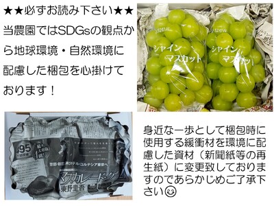 シャインマスカット 約1kg(2～3房)【先行予約・数量限定】カナダ人農園主 ぶどう ブドウ マスカット フルーツ 果物 くだもの 皮ごと 甘み デザート 産地直送 世羅 ラピアビンヤード【2026年