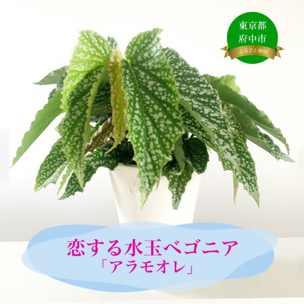 【ふるさと納税】ベゴニアのパイオニア花郷園オリジナル品種【恋する水玉ベゴニア「アラモオレ」】【花・ベゴニア・お花・インテリアプランツ・フラワー】