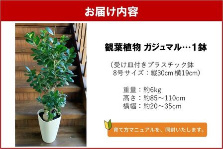 066-19 観葉植物 ガジュマル1鉢