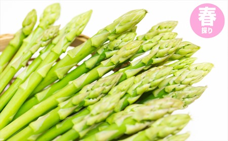 グリーンアスパラガス（春採り）約800g 野菜 1kg ハウス栽培　アスパラガス アスパラ 春 春野菜 季節限定 新鮮 北海道 新篠津村